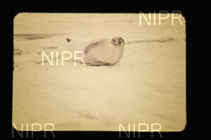 NIPR_015055.jpg