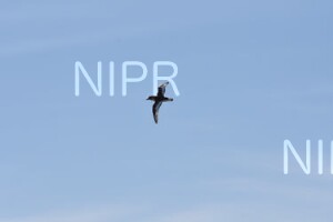NIPR_060159.JPG