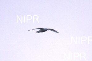 NIPR_060165.JPG